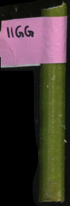 primarybranch