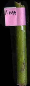 primarybranch