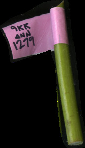 primarybranch