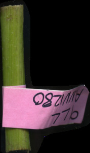 primarybranch