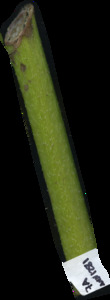 primarybranch