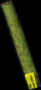 primarybranch