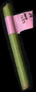 primarybranch