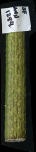 primarybranch
