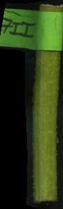 primarybranch