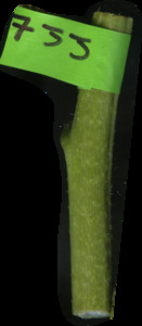 primarybranch