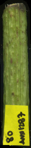 primarybranch