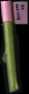 primarybranch