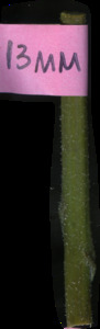primarybranch