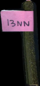 primarybranch