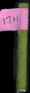 primarybranch