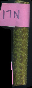 primarybranch