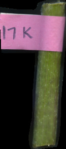 primarybranch