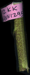 primarybranch