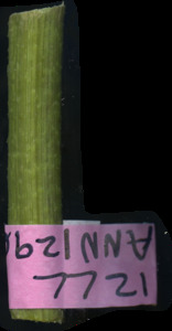primarybranch