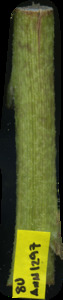 primarybranch