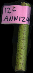 primarybranch
