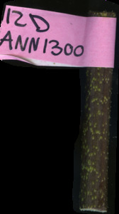 primarybranch