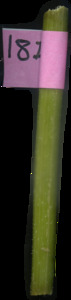 primarybranch