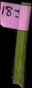 primarybranch