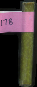 primarybranch