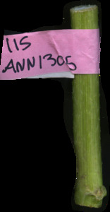 primarybranch