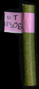 primarybranch