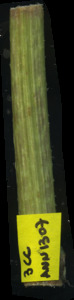 primarybranch