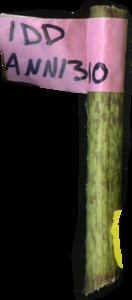 primarybranch