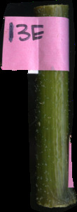 primarybranch