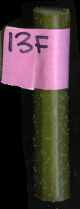primarybranch