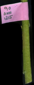 primarybranch