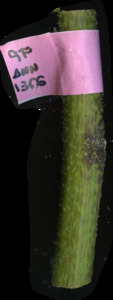 primarybranch