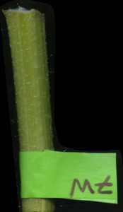 primarybranch