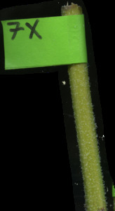 primarybranch