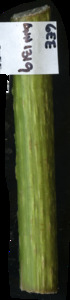 primarybranch