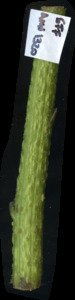 primarybranch