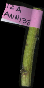 primarybranch