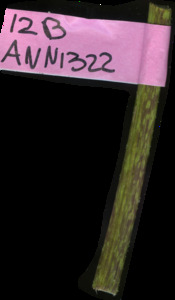 primarybranch