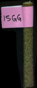 primarybranch