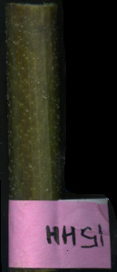 primarybranch