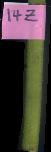 primarybranch