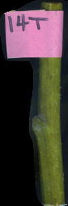 primarybranch