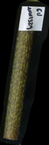 primarybranch