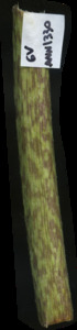 primarybranch