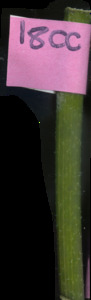 primarybranch