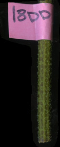 primarybranch