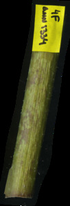 primarybranch