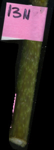 primarybranch