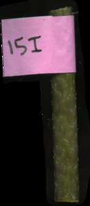 primarybranch
